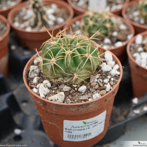 Echinopsis obrepanda  purpurea