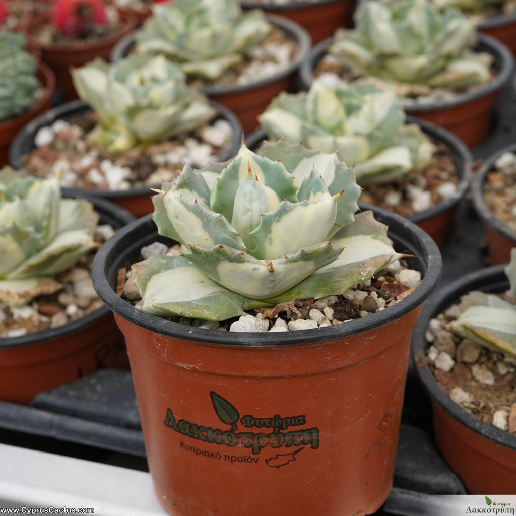 Agave potatorum var. verschaffeltii cv. Shoji Raijin Mediopicta-Alba –  Cyprus Cactus