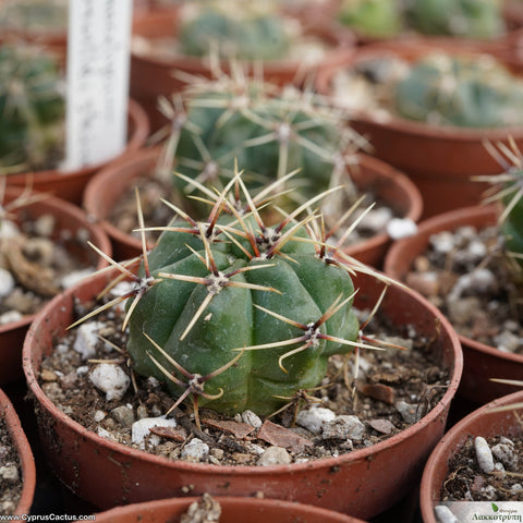 Gymnocalycium monvillei steineri