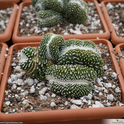 Notocactus scopa cv. inermis cristata