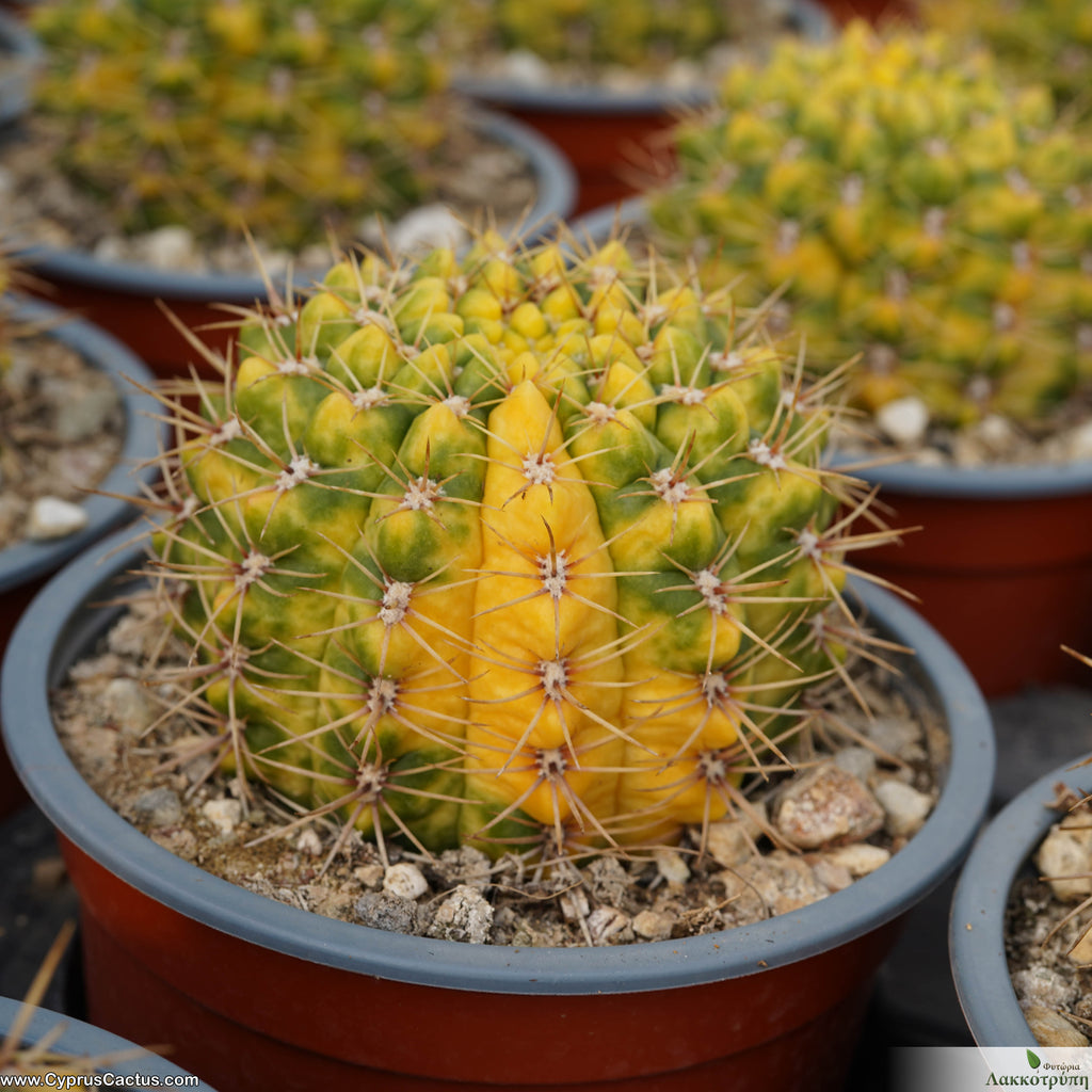 Gymnocalycium damsii variegated – Cyprus Cactus