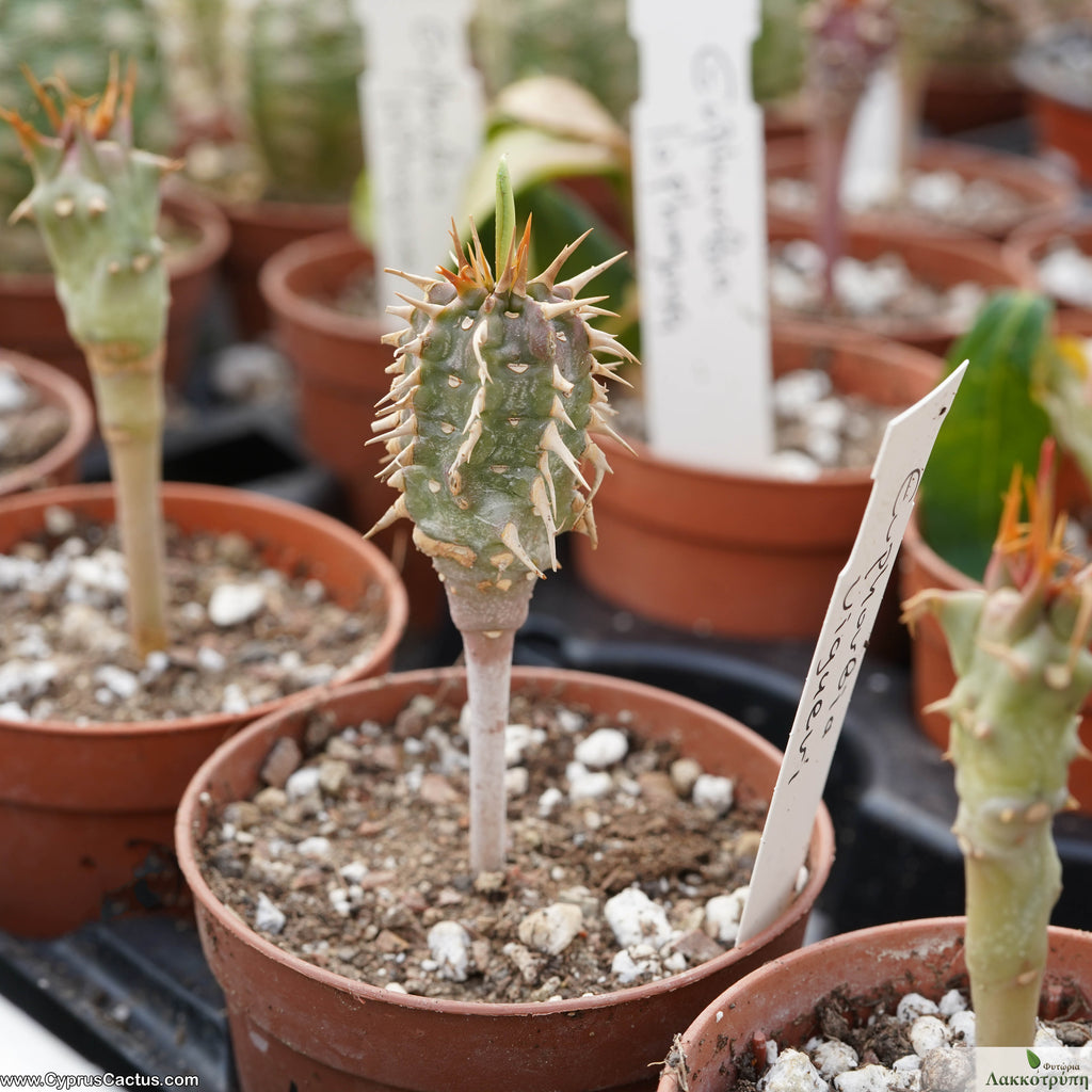 Euphorbia viguieri Cyprus Cactus