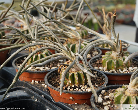 Astrophytum Caput-Medusae Graft