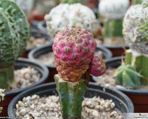 Sulcorebutia rauschii variegated