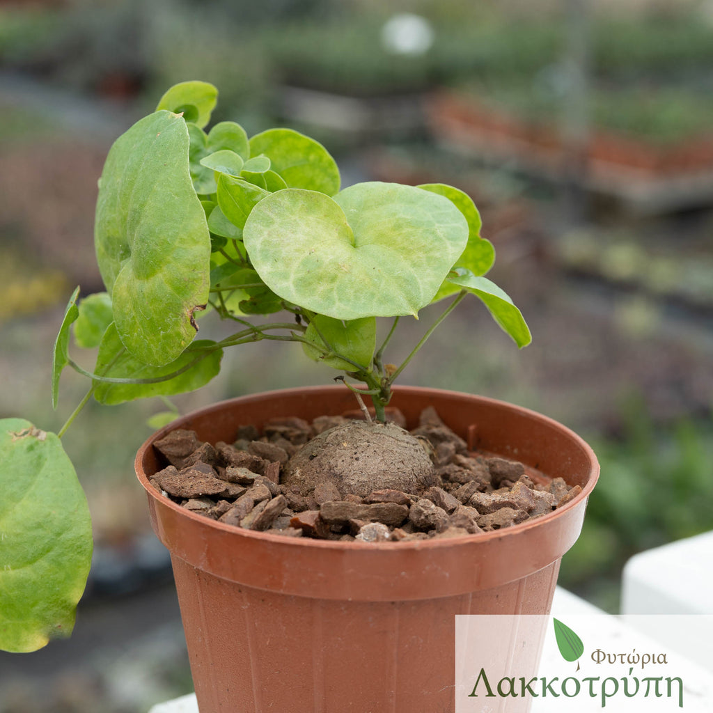 Dioscorea elephantipes – Cyprus Cactus