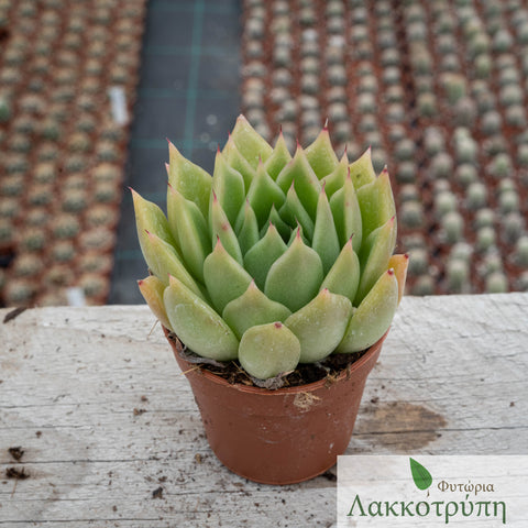 Echeveria agavoide