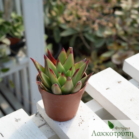 Echeveria agavoides lipstick