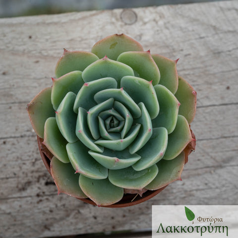 Echeveria imbricata