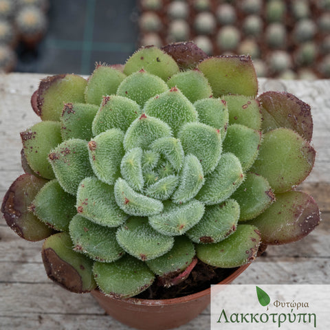 Echeveria karol