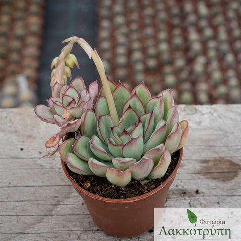 Echeveria pulidonis