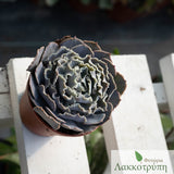 Echeveria shaviana
