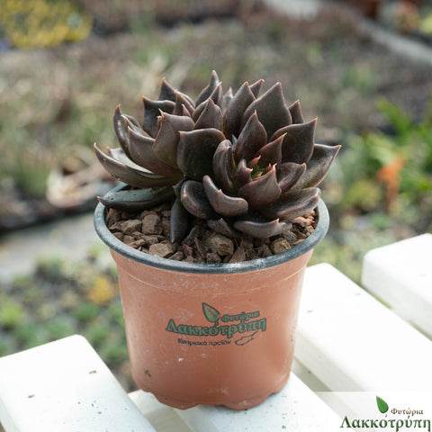 Echeveria black prince