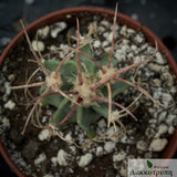 Echinocactus parryi