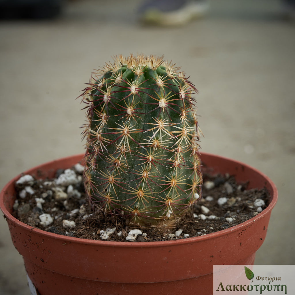 Echinocereus chloranthus cylindricus – Cyprus Cactus