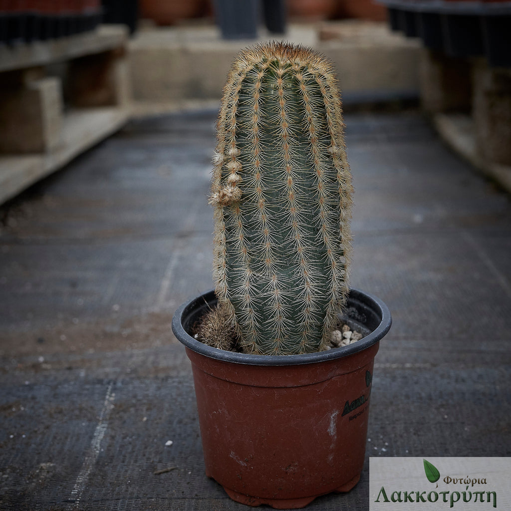 Echinocereus reichenbachii fitchii – Cyprus Cactus