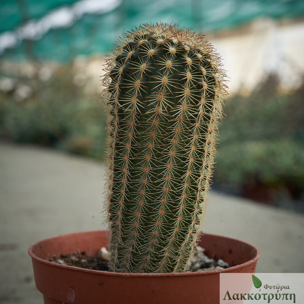 Echinocereus reichenbachii – Cyprus Cactus