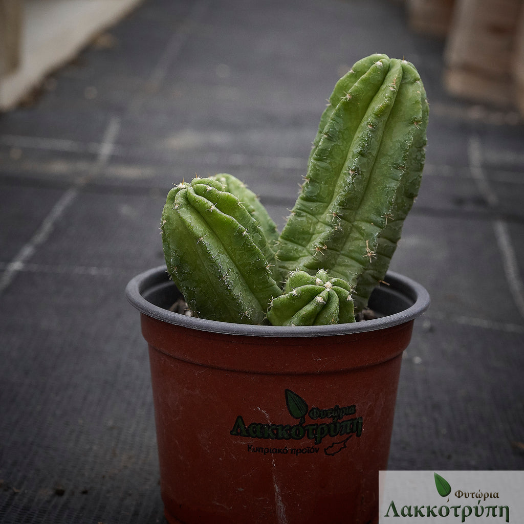 Echinocereus viereckii ssp morricalii – Cyprus Cactus