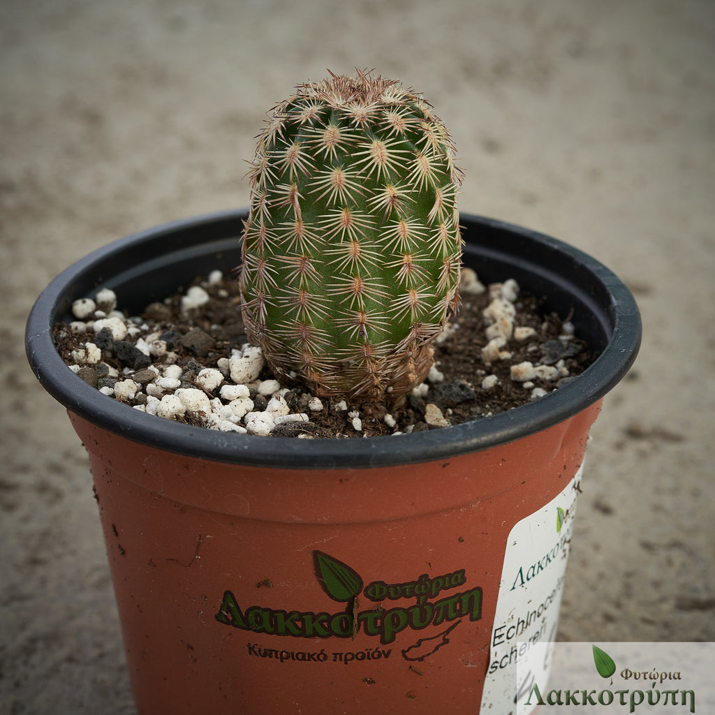 Echinocereus schereri – Cyprus Cactus