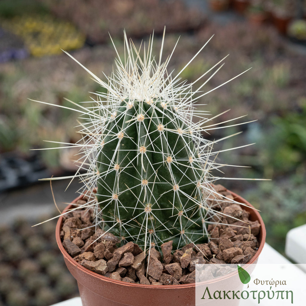 Echinocereus stramineus – Cyprus Cactus