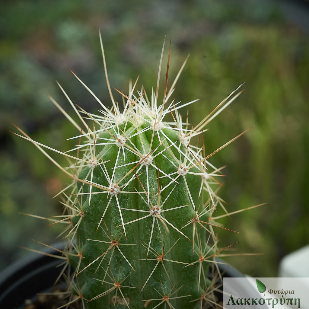 Echinocereus stramineus – Cyprus Cactus