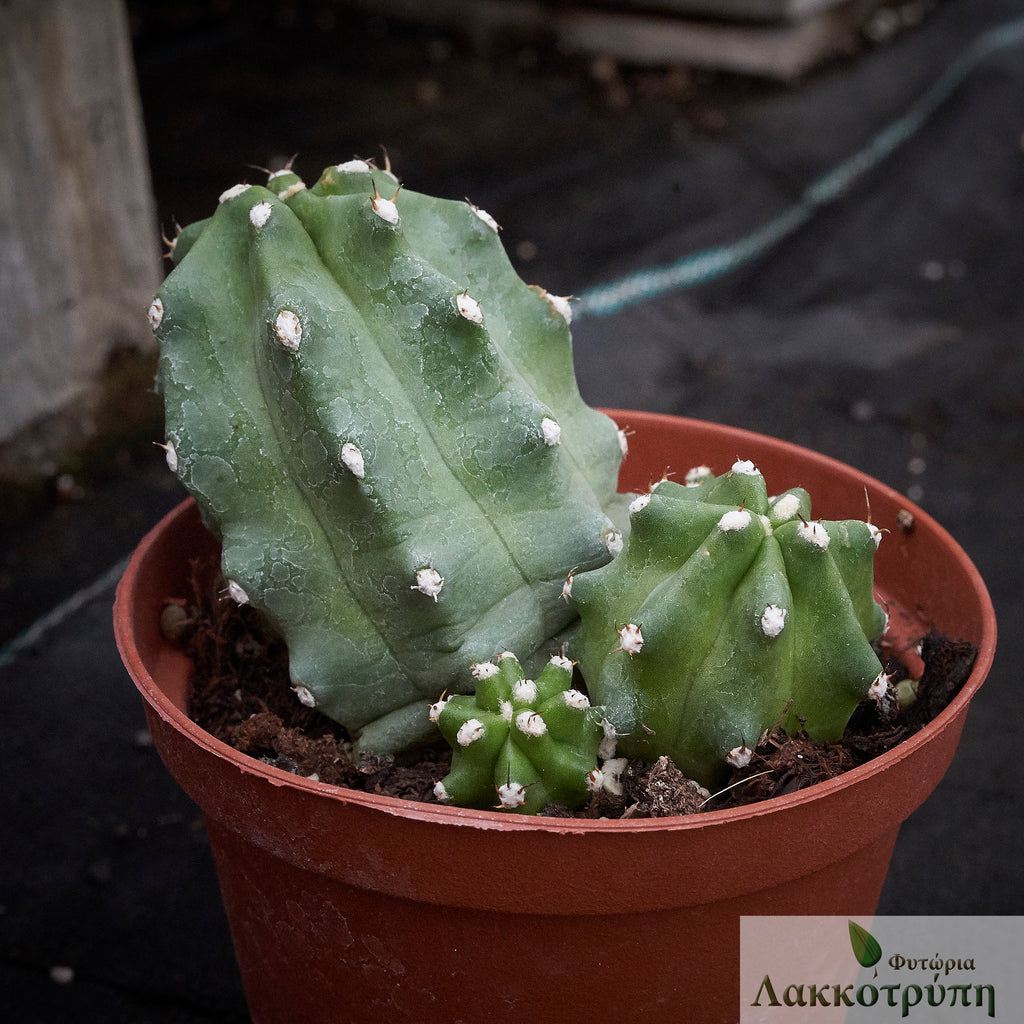 echinocereus inermis Echinocereus triglochidiatus inermis – Cyprus Cactus