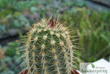 Echinocereus viridiflorus chloranthus