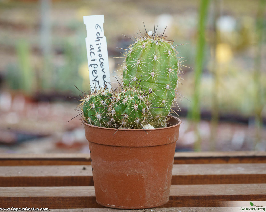 Echinocereus acifer – Cyprus Cactus
