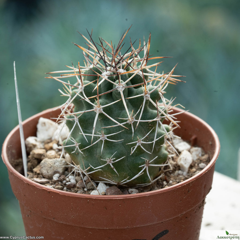 Echinocereus fendleri Petritsch Forest – Cyprus Cactus