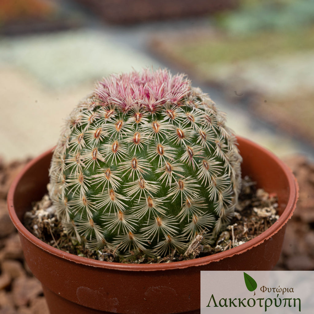 Echinocereus pectinatus – Cyprus Cactus