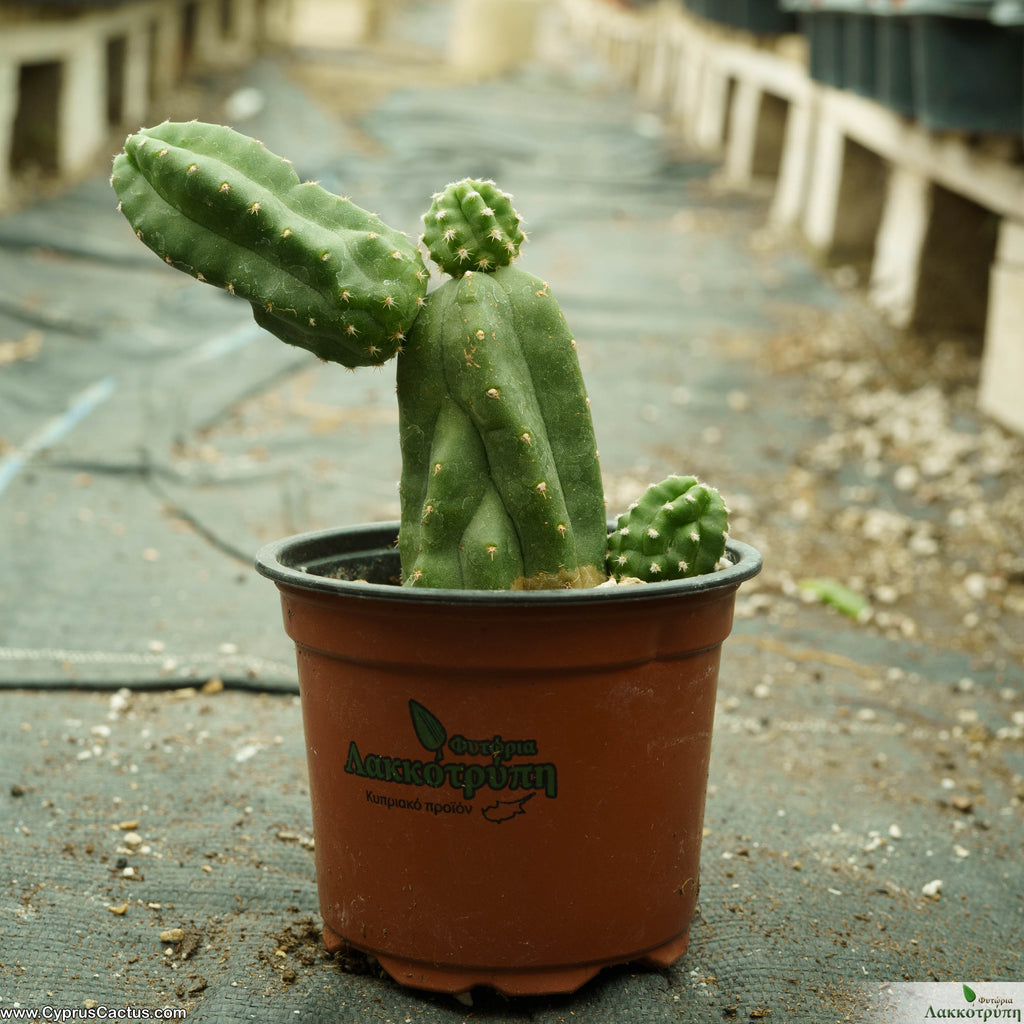 Echinocereus scheeri gentryi – Cyprus Cactus