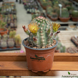 Echinocereus viridiflorus