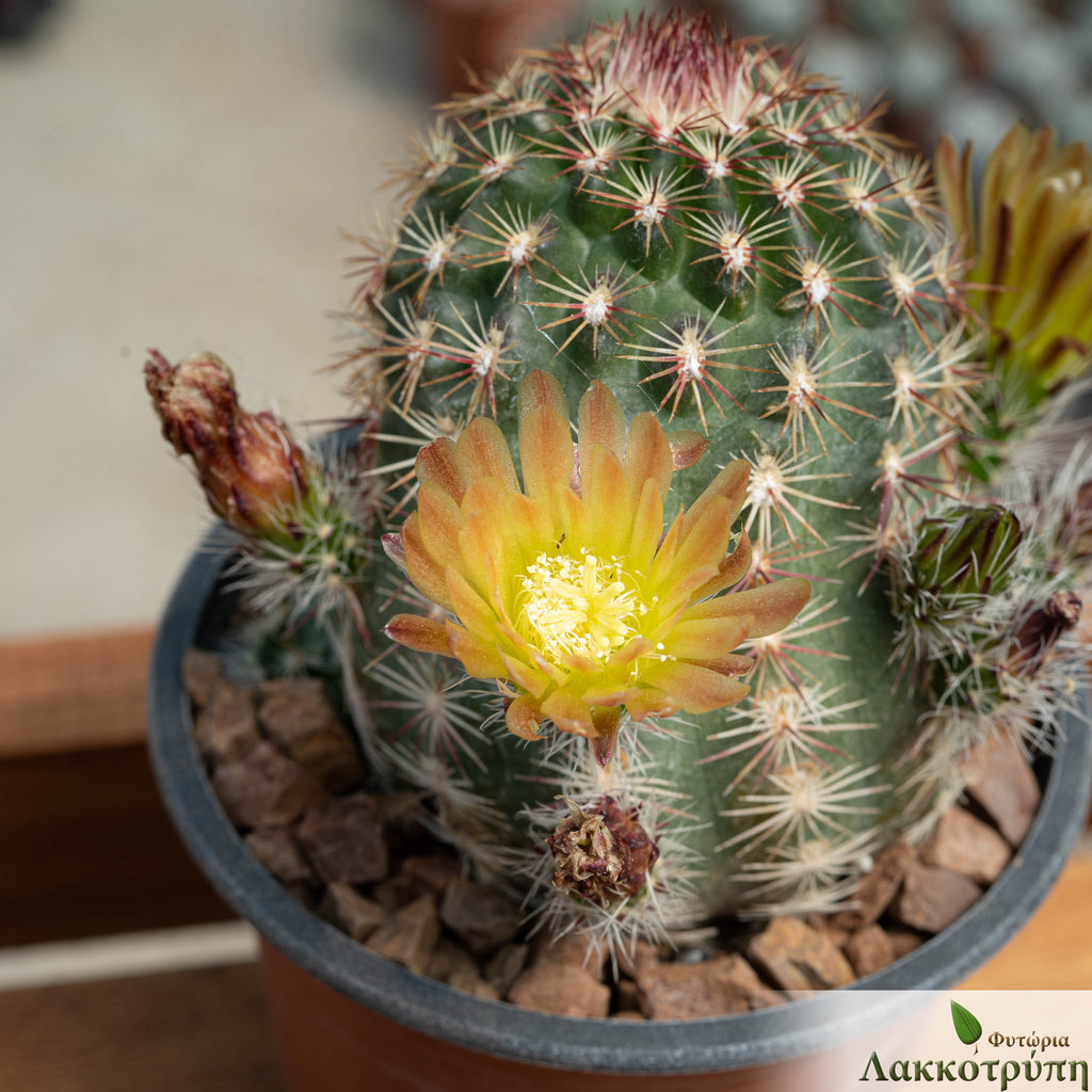 Echinocereus viridiflorus – Cyprus Cactus