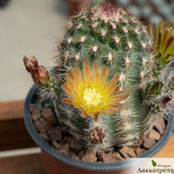 Echinocereus viridiflorus