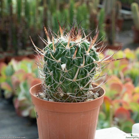 Echinofossulocactus grandicornis