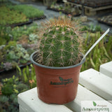Echinopsis atacamensis pasacana