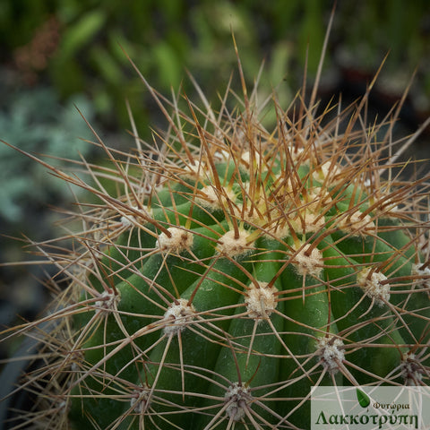 Echinopsis atacamensis pasacana