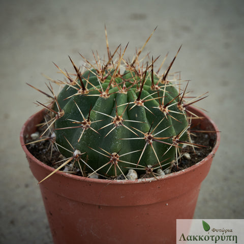 Echinopsis aurea var. dobeana