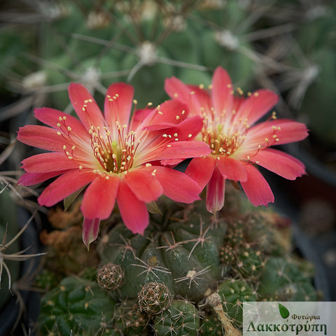 Echinopsis backebergii