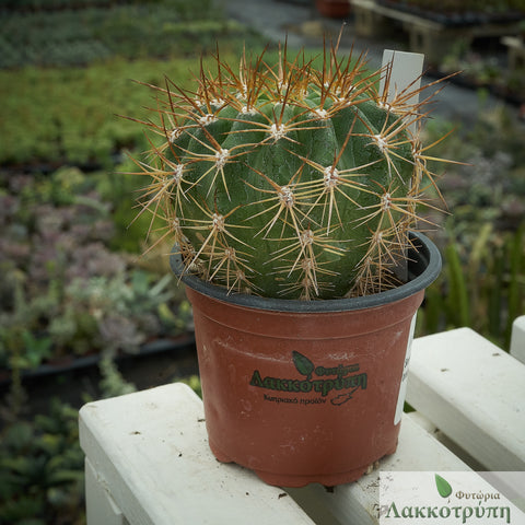 Echinopsis bruchii