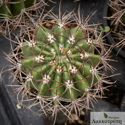 Echinopsis leucantha