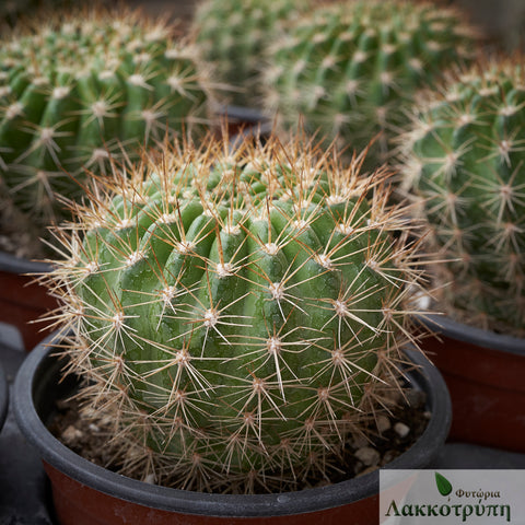 Echinopsis mamillosa