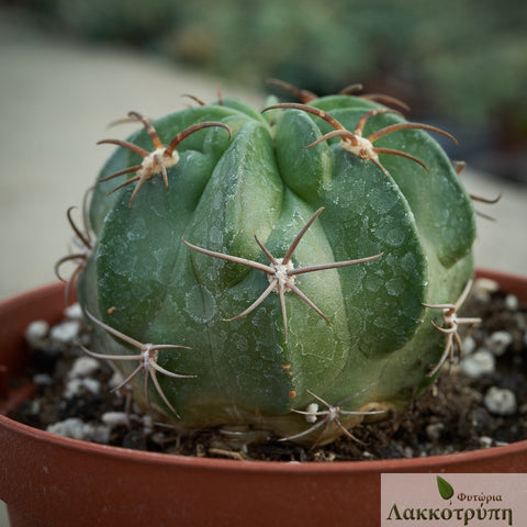 Echinopsis obrepanda