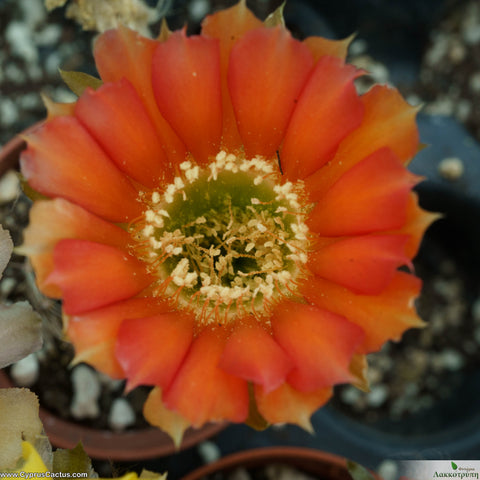 Echinopsis densispina