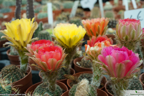 Echinopsis densispina