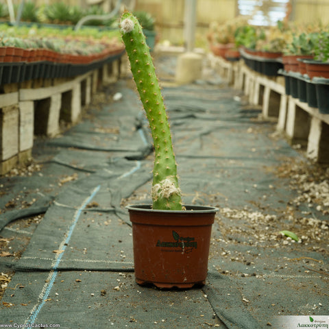 Echinopsis hahniana