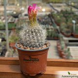 Neoporteria nidus gerocephala