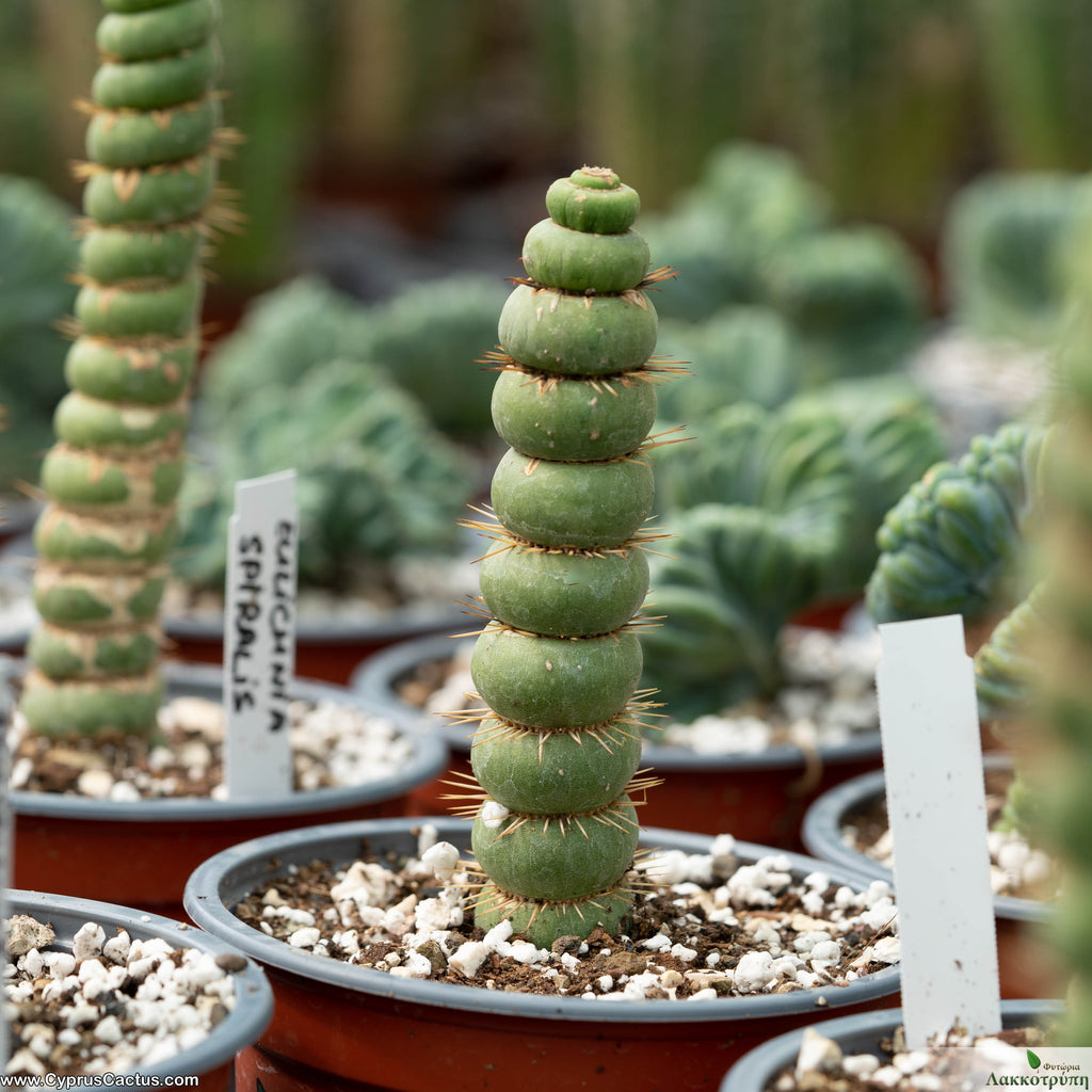 Eulychnia spiralis  Cyprus Cactus