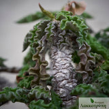 Euphorbia decaryi