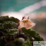 Euphorbia decaryi