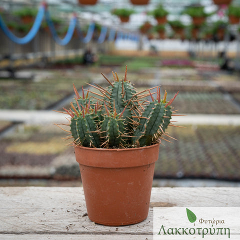 Euphorbia ferox